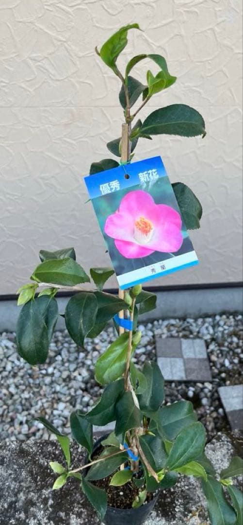 つばき 秀蘭(しゅうらん）一重咲き　つぼみ付き 遅咲き　最小白花とセット　宅急便