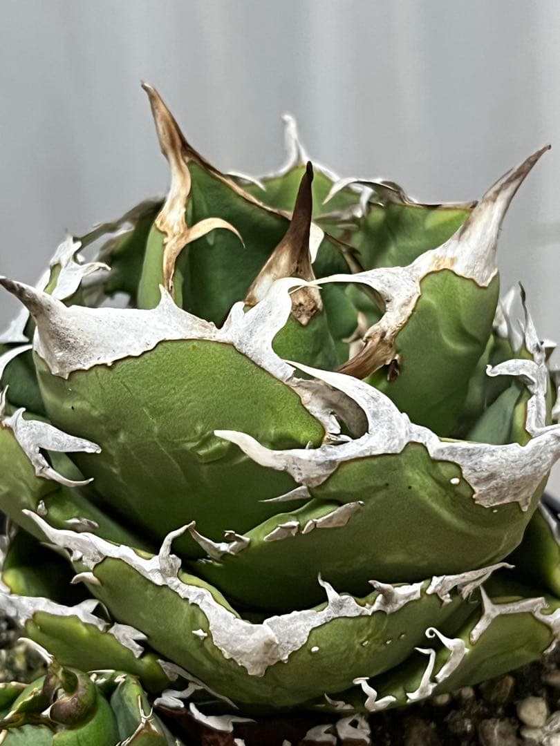 チタノタ 追星 CG01