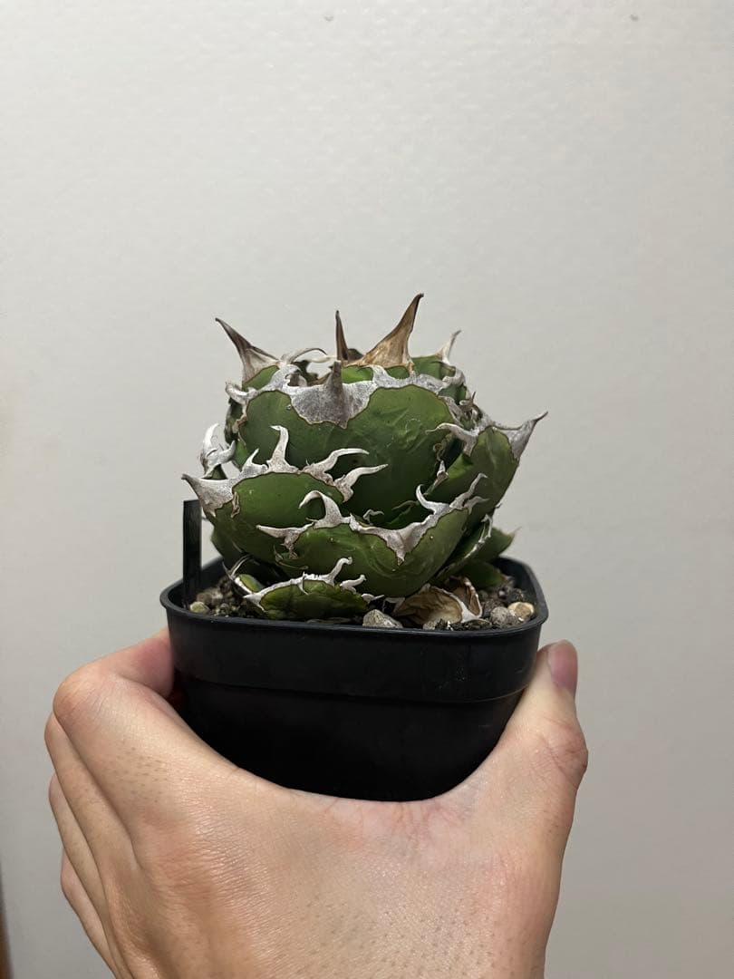 チタノタ 追星 CG01