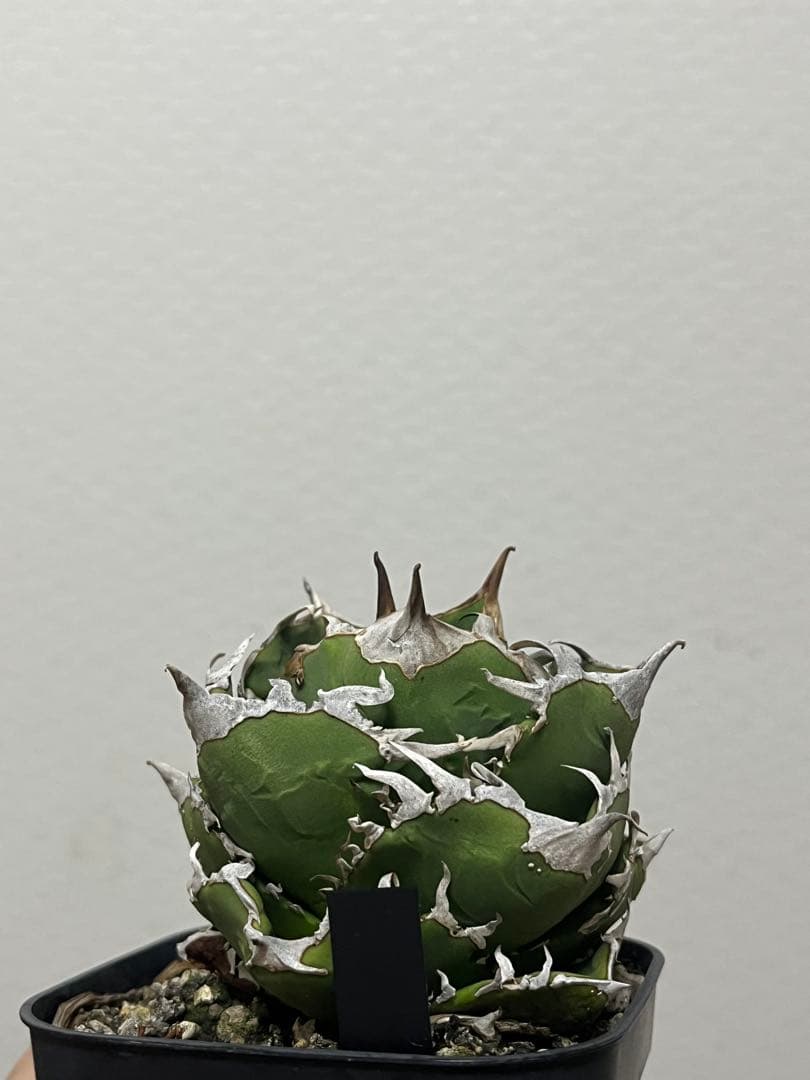 チタノタ 追星 CG01