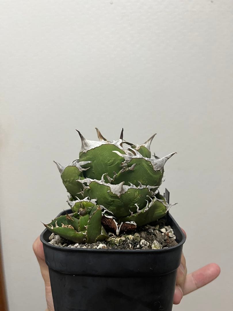 チタノタ 追星 CG01