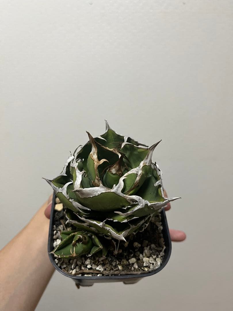 チタノタ 追星 CG01