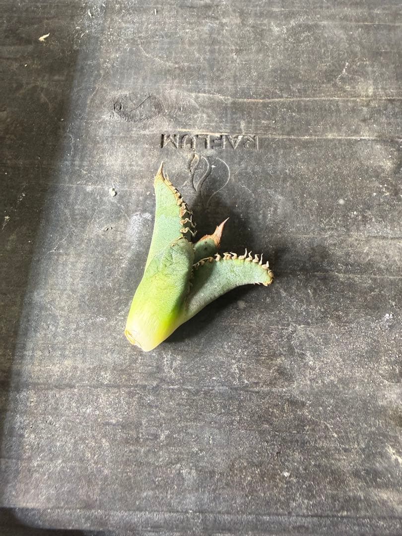 アガベ チタノタ 麻花龍 子株 CJ オテロイ ブルー