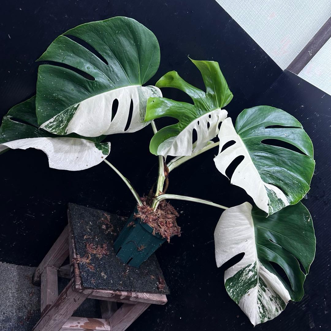 ★*★様 モンステラ斑入りハーフムーンホワイトタイガー極美斑入り　　 55cm