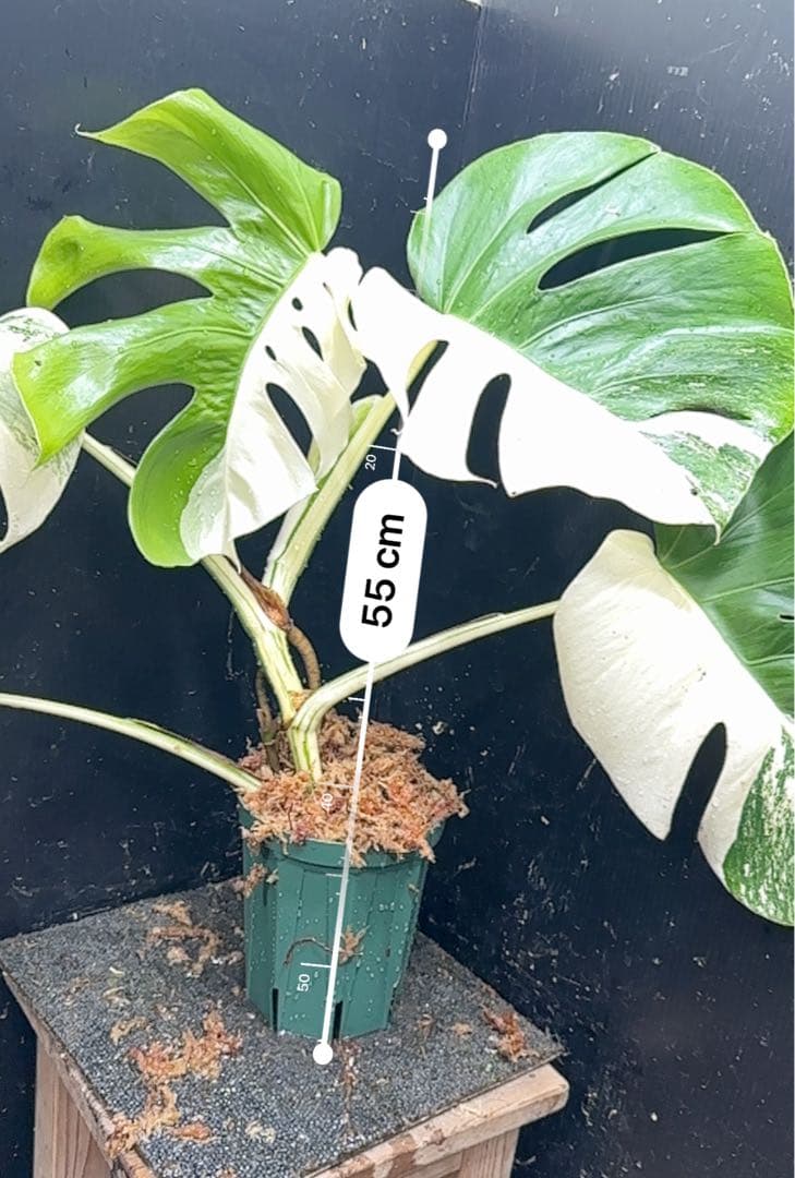 ★*★様 モンステラ斑入りハーフムーンホワイトタイガー極美斑入り　　 55cm