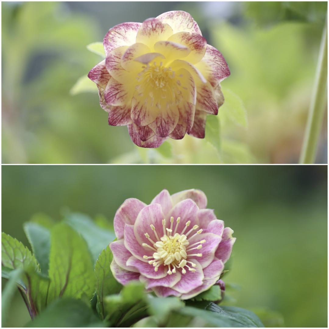 KinaRi「歳末セール」クリスマスローズ 小苗 セット