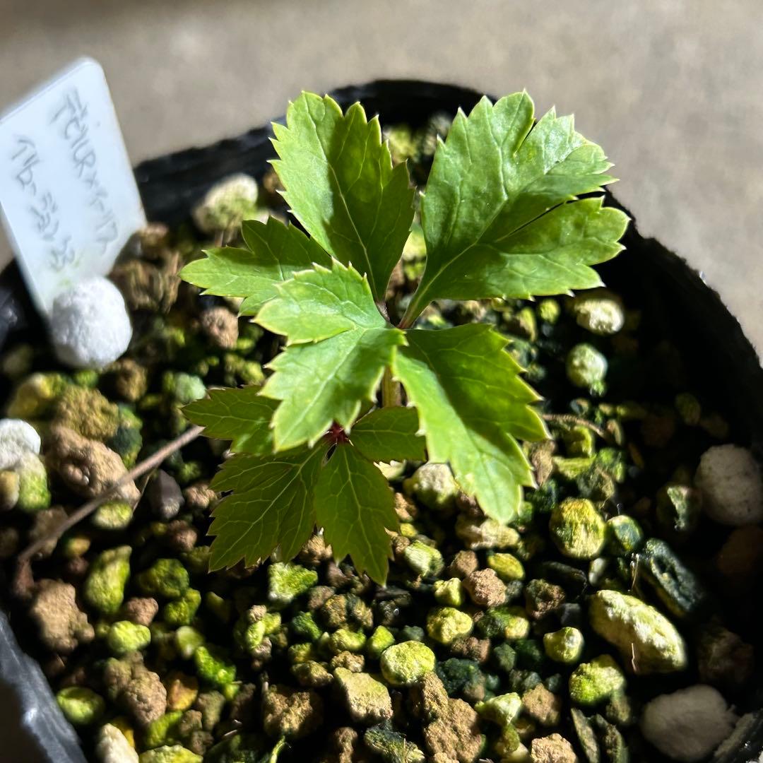 KinaRi「歳末セール」クリスマスローズ 小苗 セット