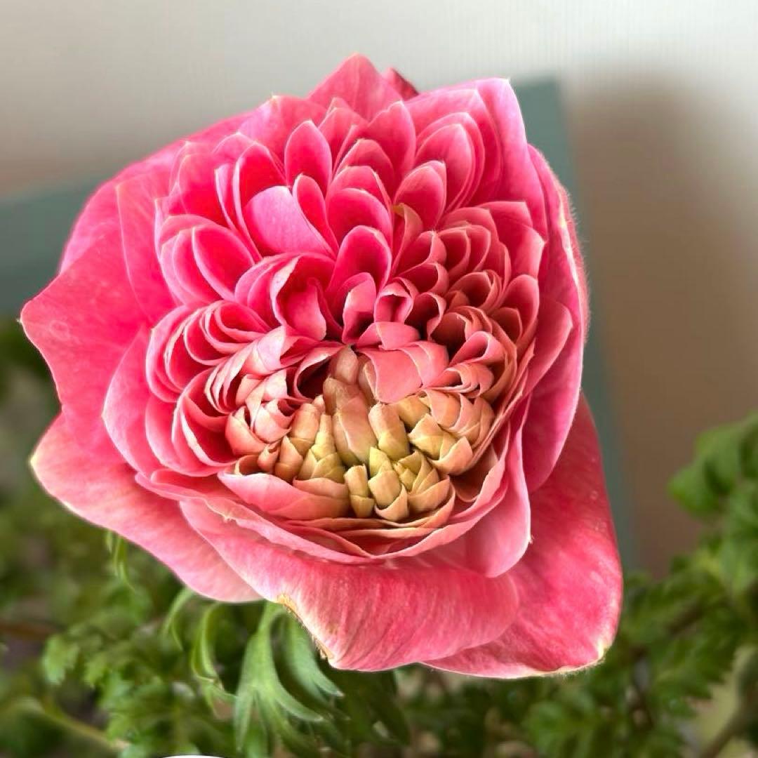 ✿Dom❤Mia✿様　確認用　レバンテ　ローザ