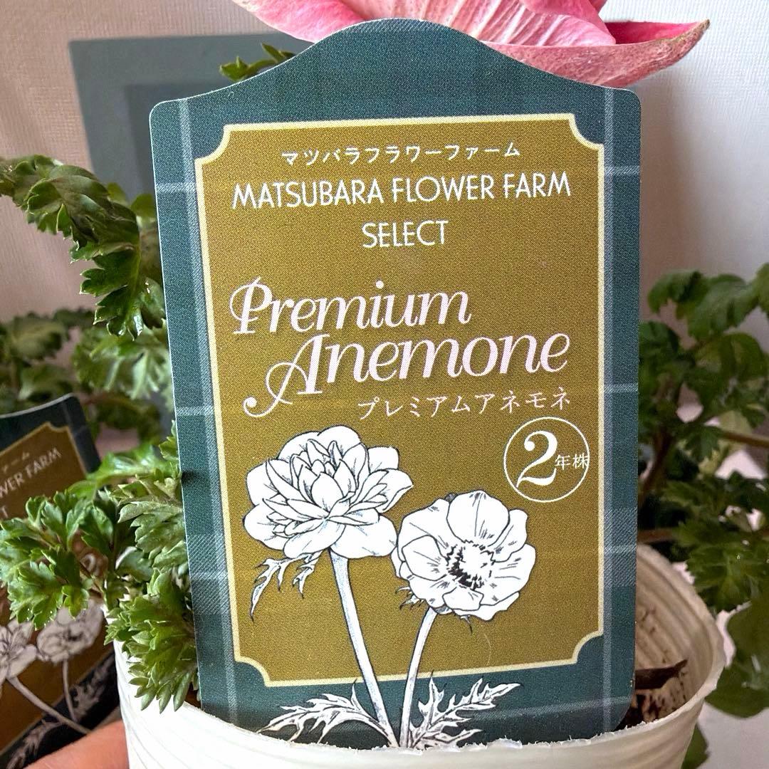 ✿Dom❤Mia✿様　確認用　レバンテ　ローザ