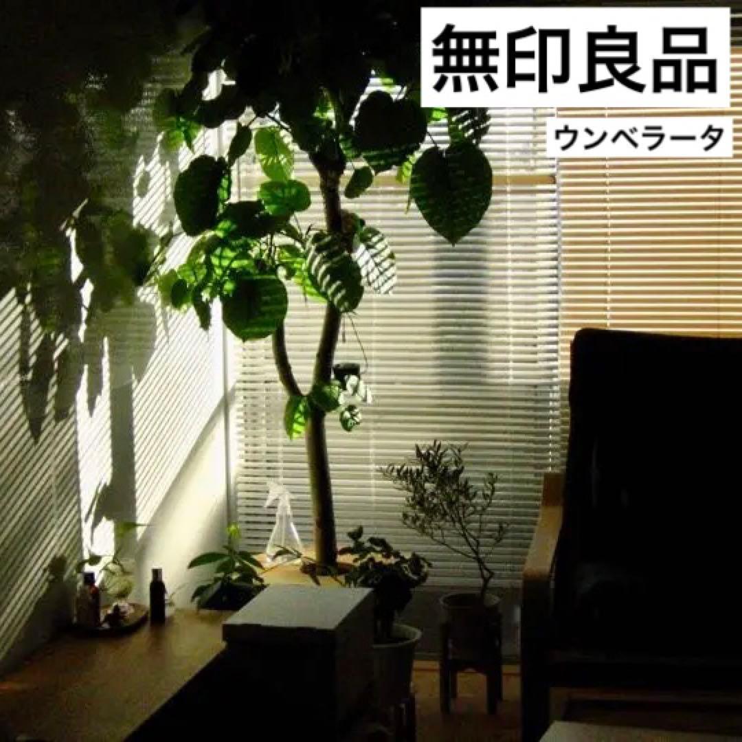 【送料無料】無印良品 大型 観葉植物 フィカスウンベラータ　200cm曲がり