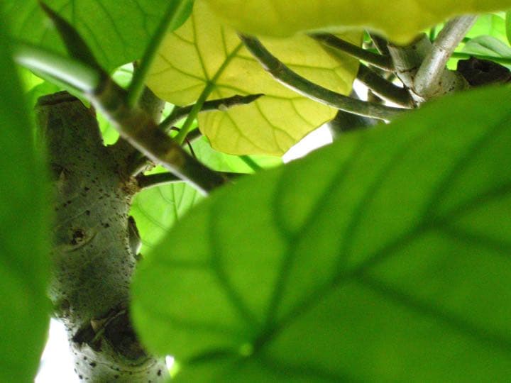 【送料無料】無印良品 大型 観葉植物 フィカスウンベラータ　200cm曲がり