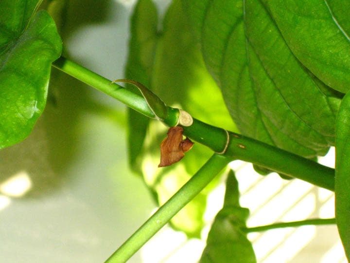 【送料無料】無印良品 大型 観葉植物 フィカスウンベラータ　200cm曲がり