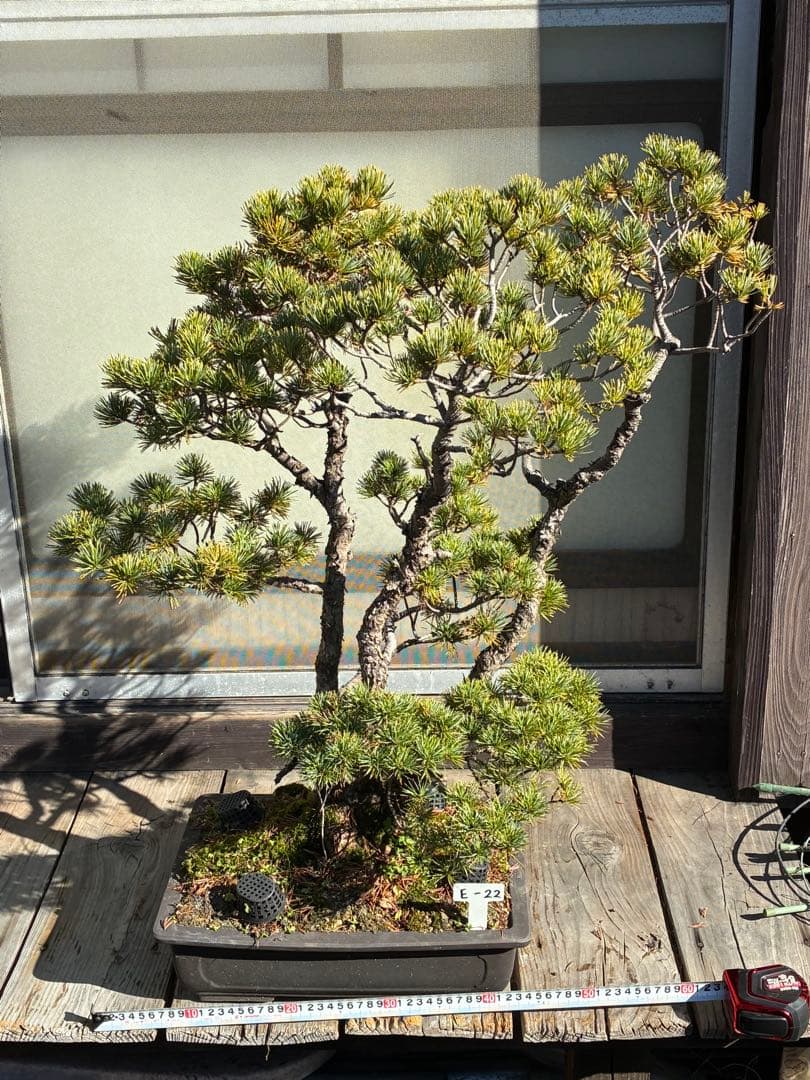 安*重様 ★盆栽★ 赤石五葉松　E-22 樹齢70年以上　★愛媛県より発送★