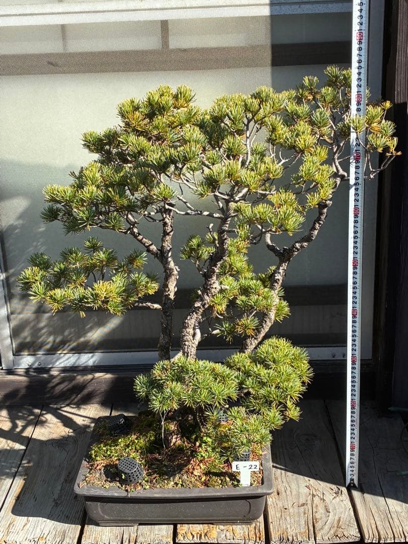 安*重様 ★盆栽★ 赤石五葉松　E-22 樹齢70年以上　★愛媛県より発送★