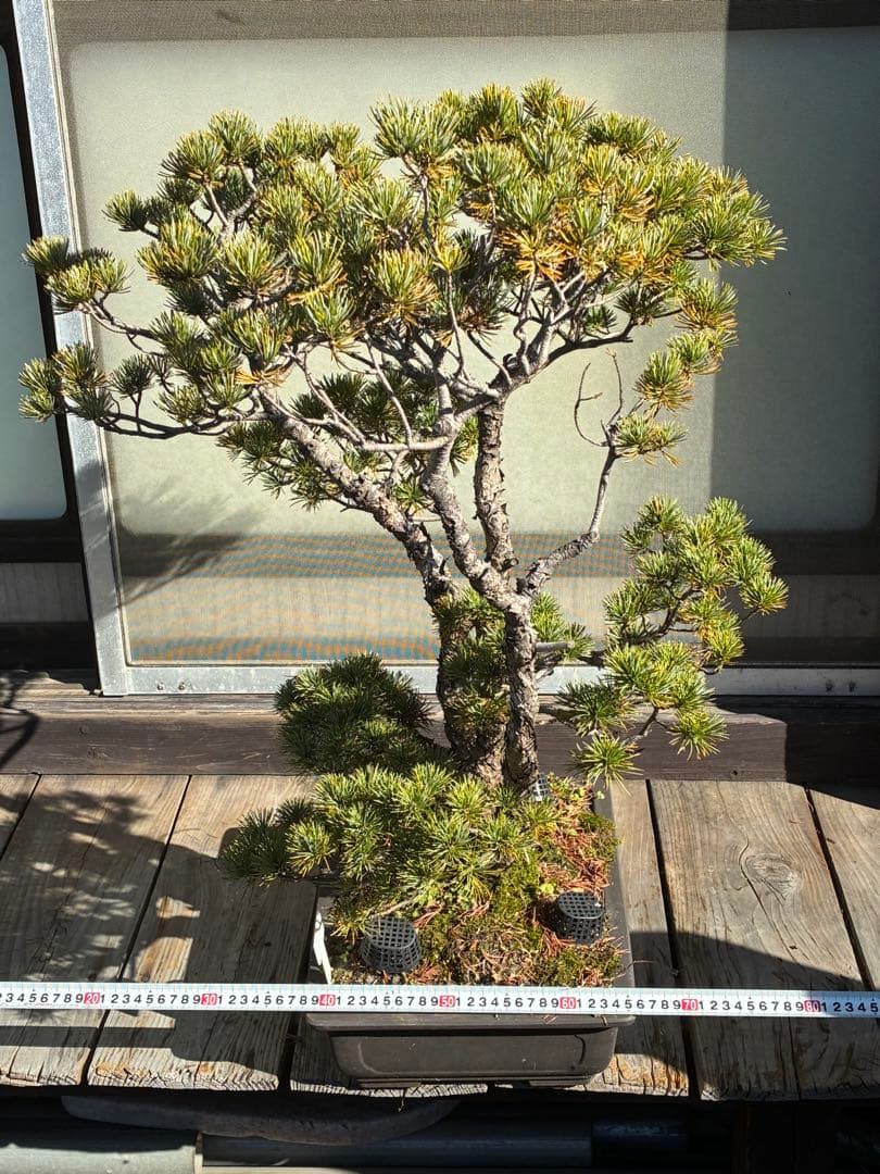 安*重様 ★盆栽★ 赤石五葉松　E-22 樹齢70年以上　★愛媛県より発送★