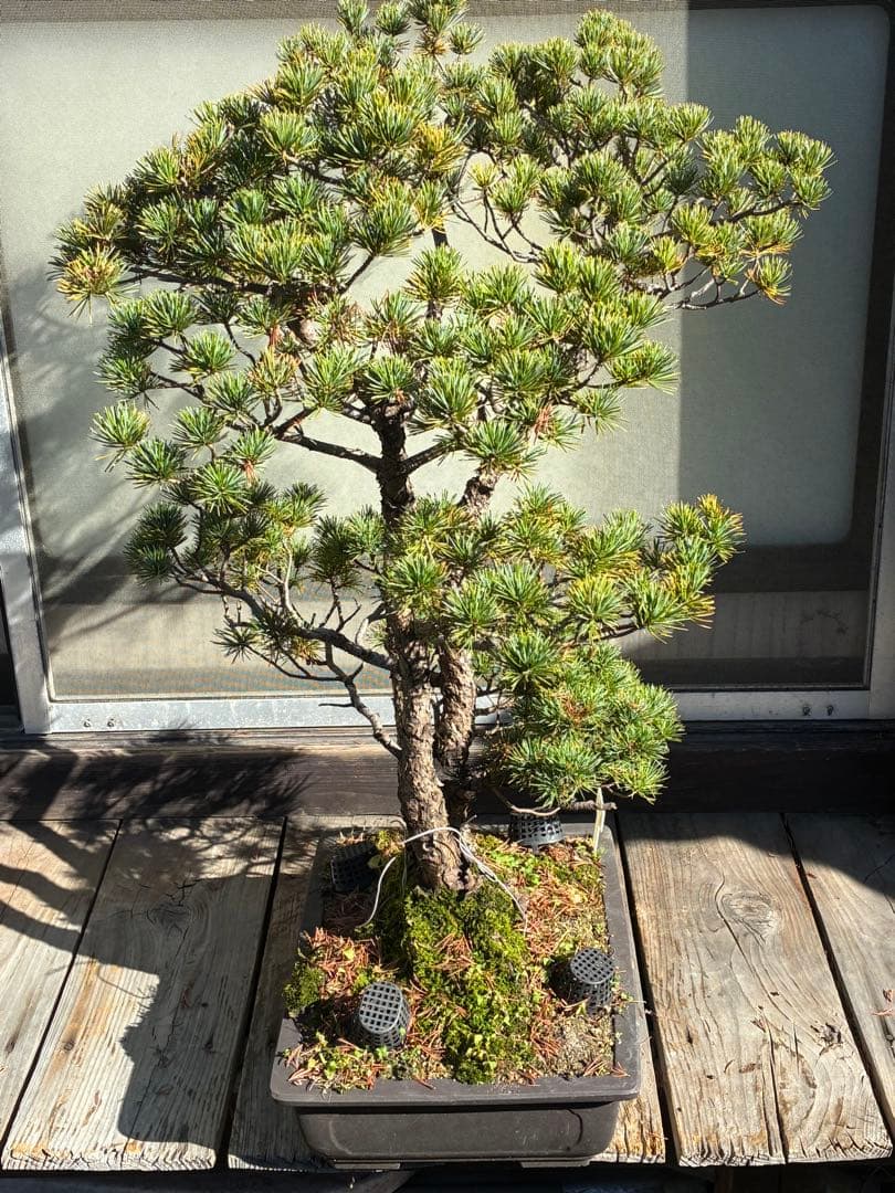 安*重様 ★盆栽★ 赤石五葉松　E-22 樹齢70年以上　★愛媛県より発送★