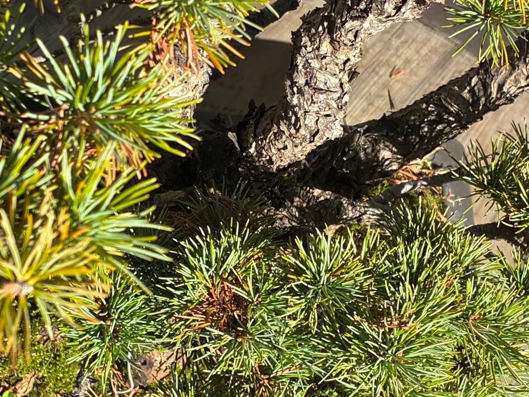 安*重様 ★盆栽★ 赤石五葉松　E-22 樹齢70年以上　★愛媛県より発送★