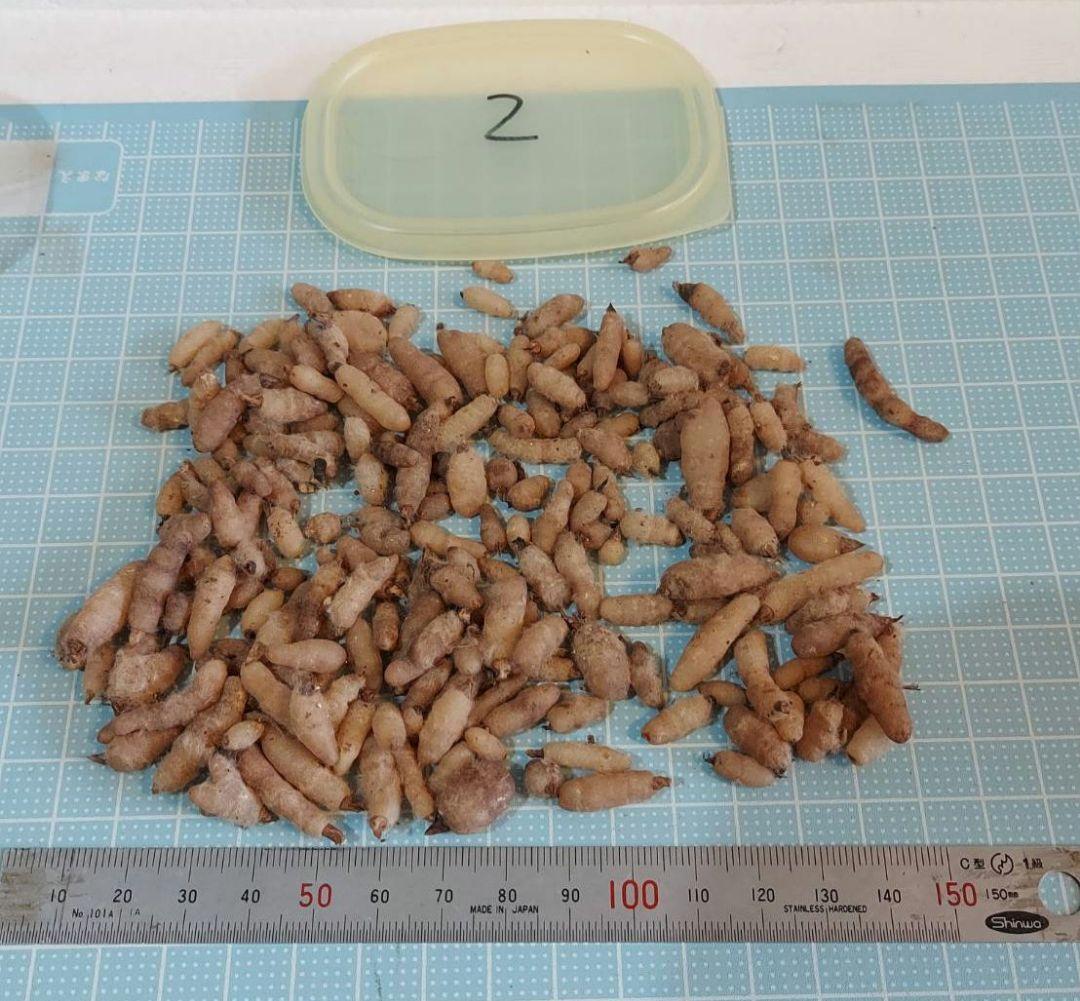 クロカミラン 2 自家人工交配増殖品