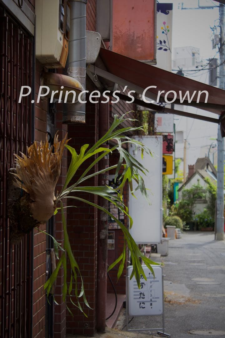 ビカクシダ P.Princess's Crown