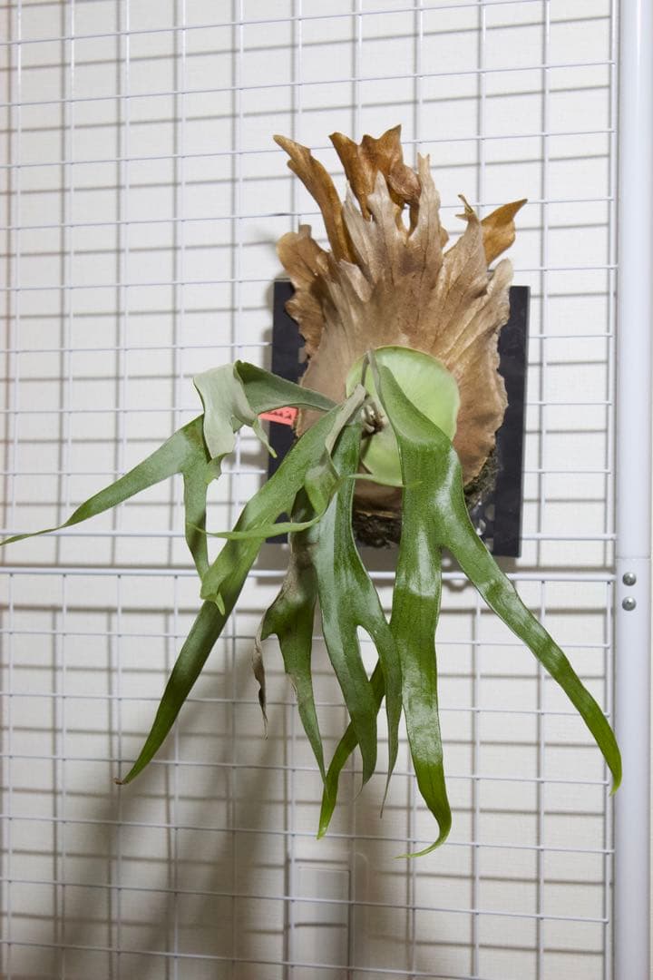 ビカクシダ P.Princess's Crown