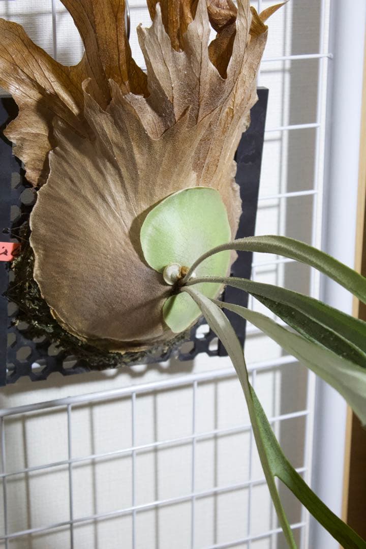 ビカクシダ P.Princess's Crown