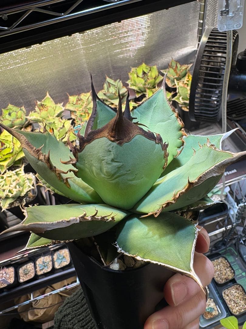 アガベ　実生株　トップ強　皺