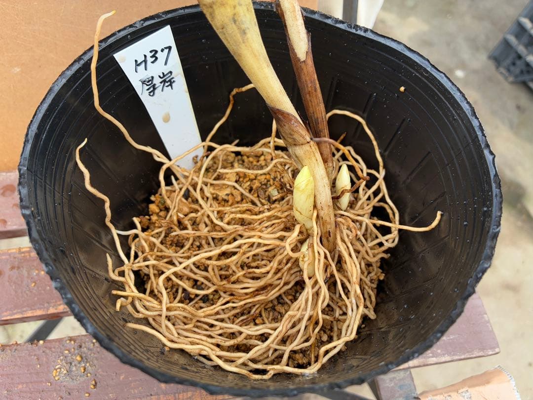 H37 厚岸ホテイアツモリソウ