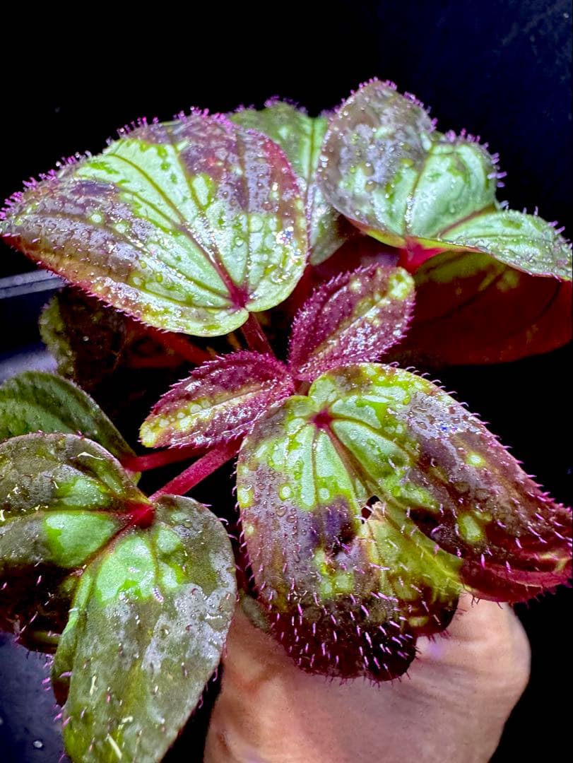 専用❣️Sonerila sp. Vietnam ソネリラ　原種　青光り