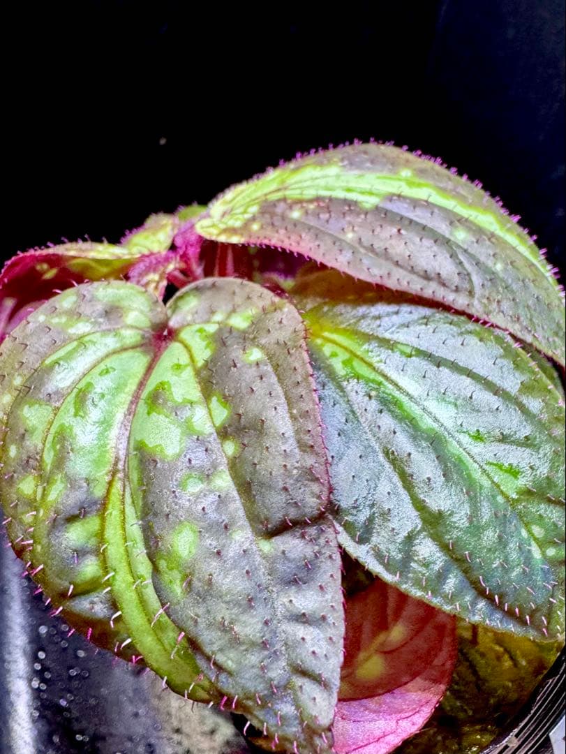 専用❣️Sonerila sp. Vietnam ソネリラ　原種　青光り