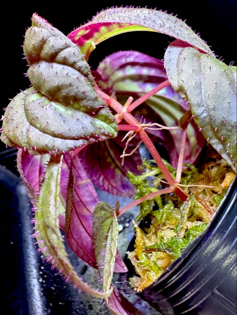 専用❣️Sonerila sp. Vietnam ソネリラ　原種　青光り