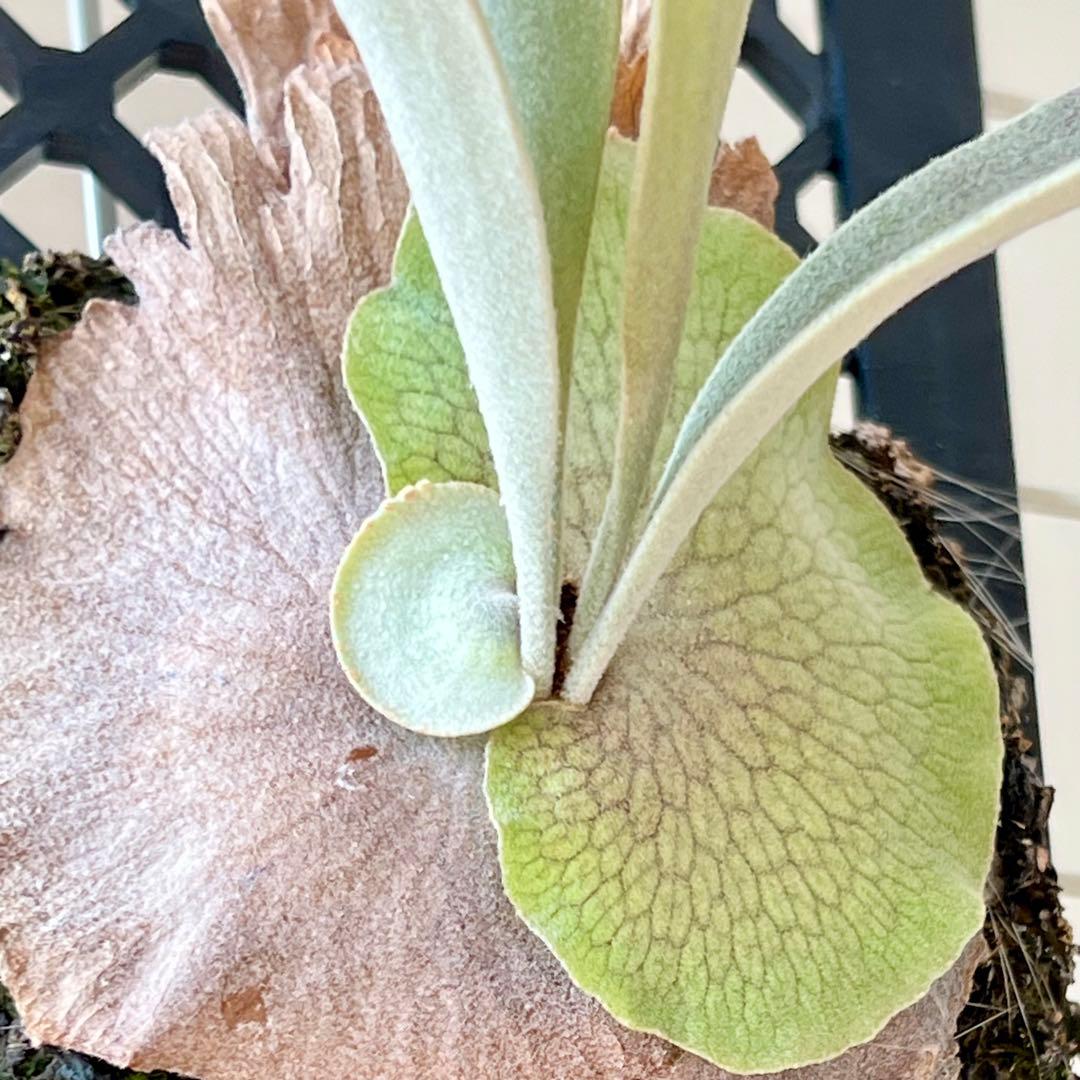 OC株 veitchii cv.pedro Tatsuta ペドロ28ビカクシダ