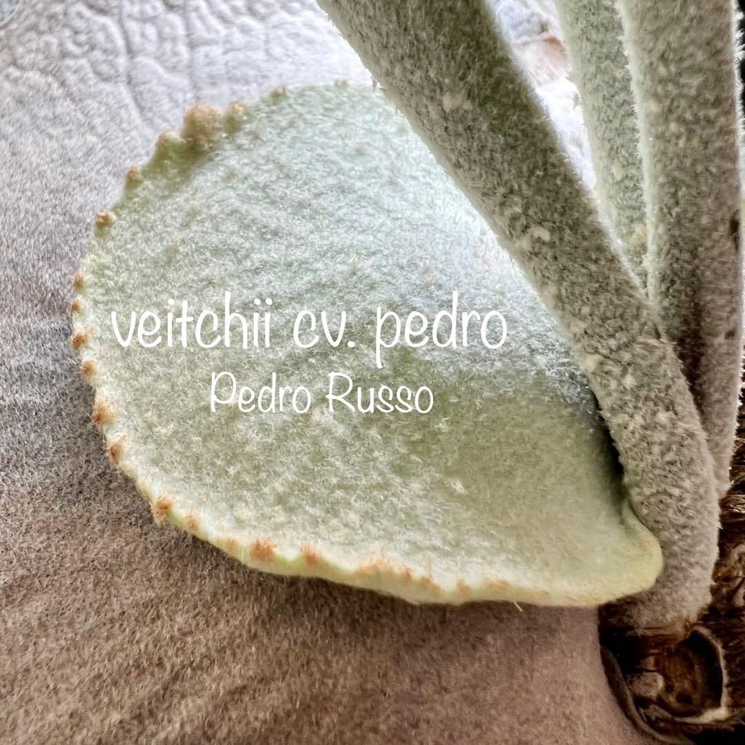 OC株 veitchii cv.pedro Tatsuta ペドロ28ビカクシダ