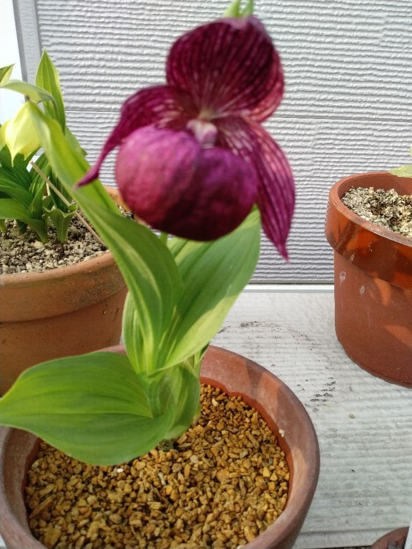 マ*ケ様 山野草 厚岸ホテイアツモリ花芽1葉芽1