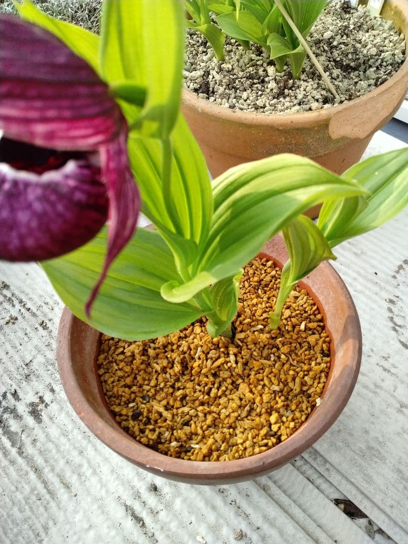 マ*ケ様 山野草 厚岸ホテイアツモリ花芽1葉芽1