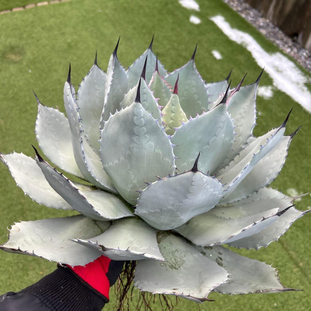 アガベ　姫吉祥天