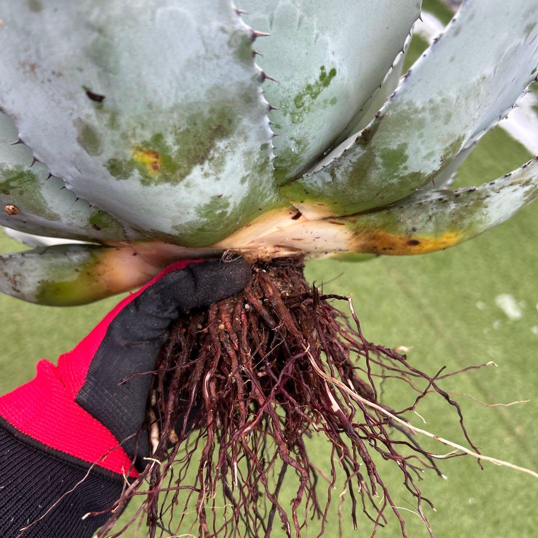 アガベ　姫吉祥天