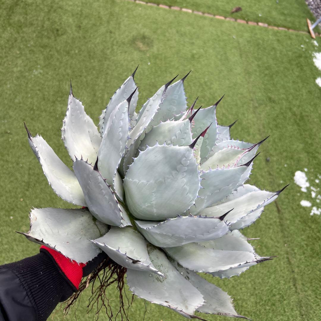 アガベ　姫吉祥天