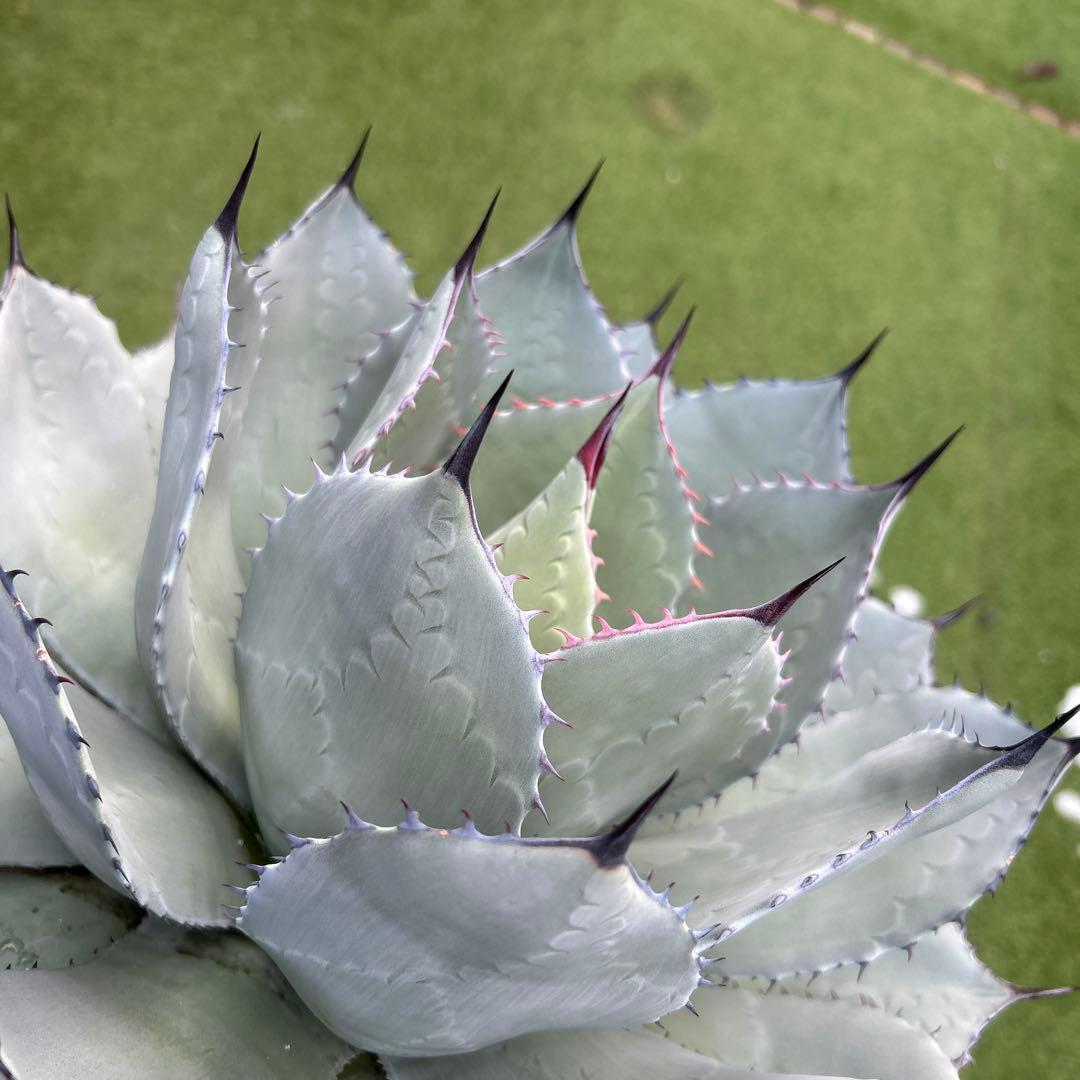 アガベ　姫吉祥天