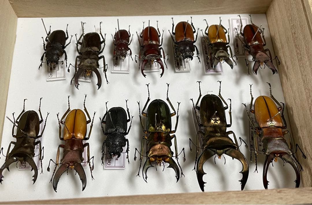 昆虫標本　キクロマトス13頭セット②