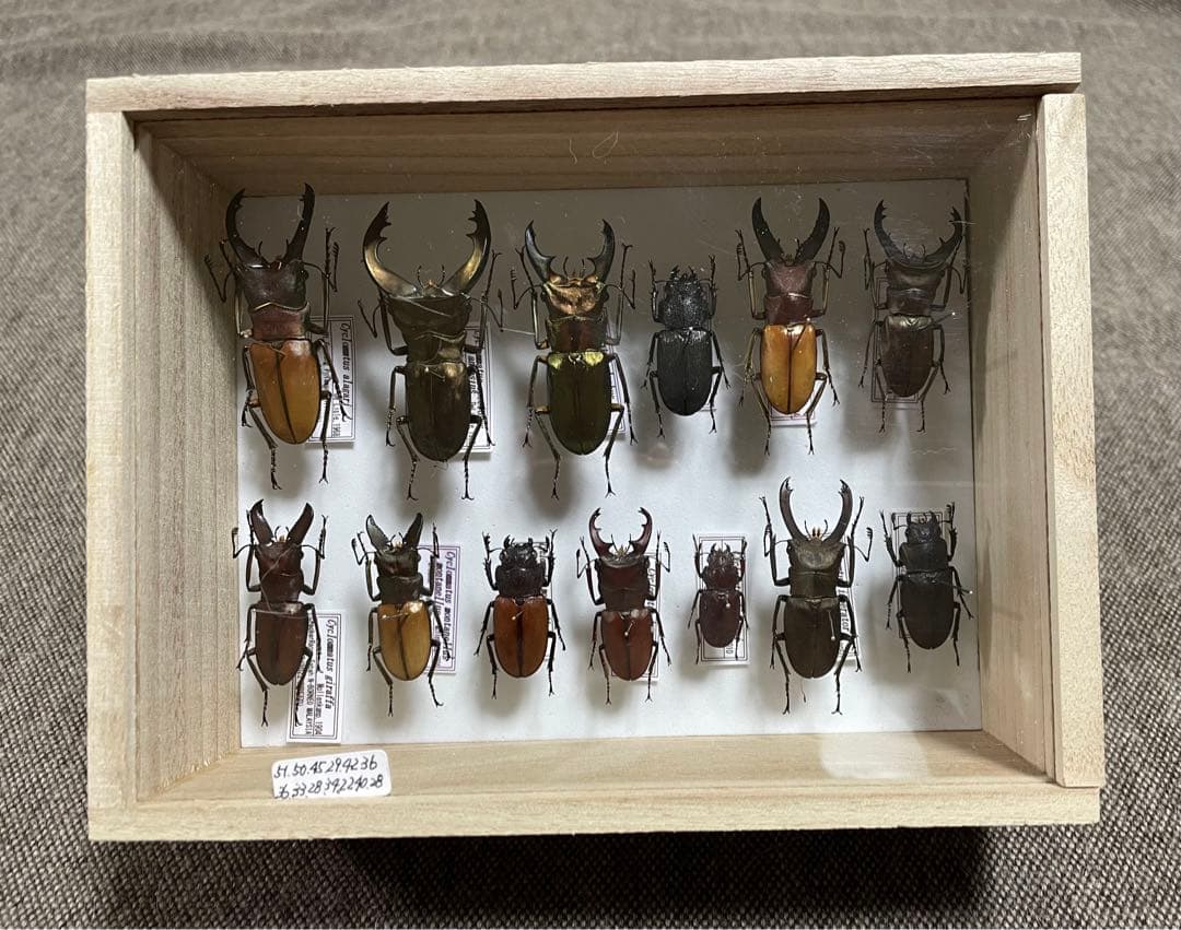 昆虫標本　キクロマトス13頭セット②