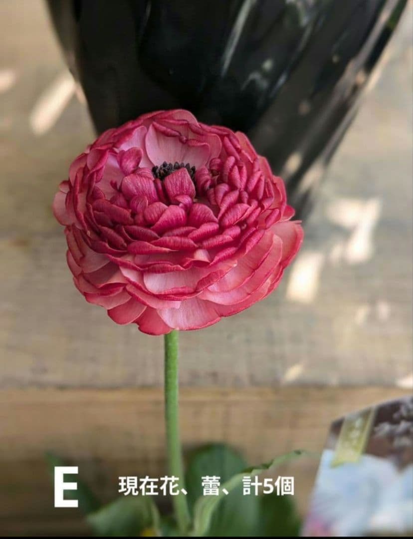 ♡べーしーる様♡