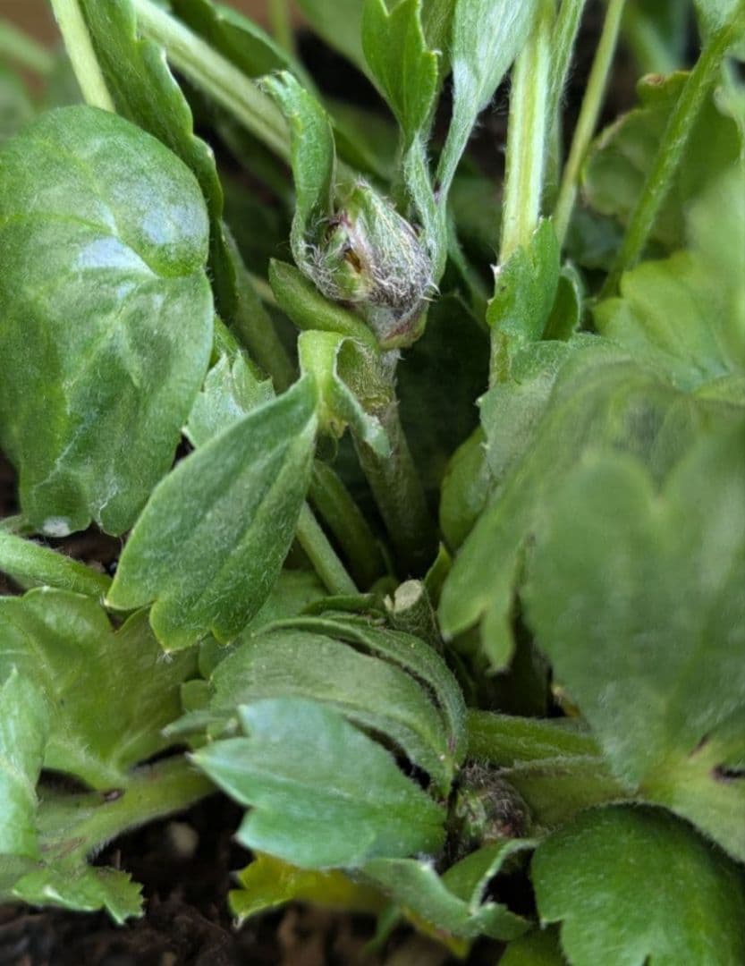 ♡べーしーる様♡