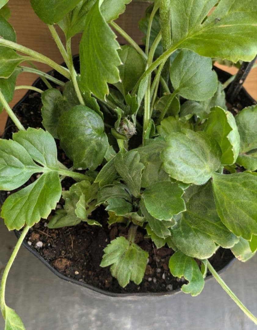 ♡べーしーる様♡