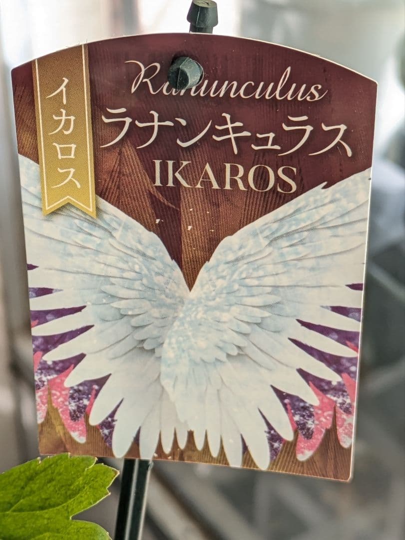 ♡べーしーる様♡