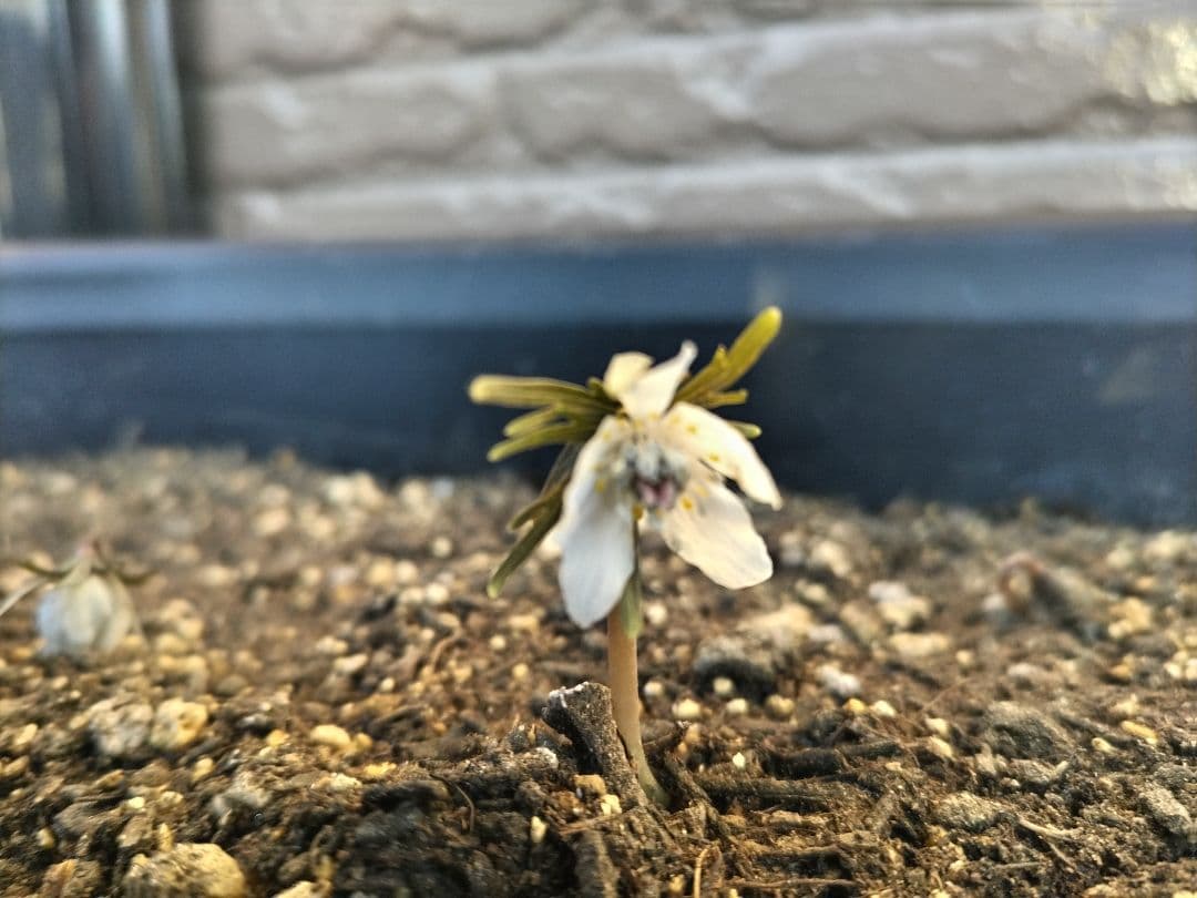 セツブンソウ　サクラソウ　ミモザ　ご確認用の為購入できません。