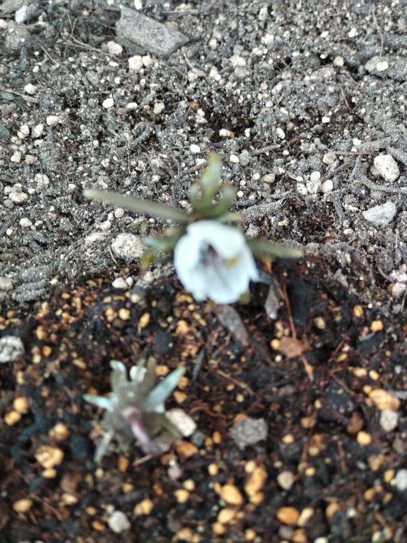 セツブンソウ　サクラソウ　ミモザ　ご確認用の為購入できません。