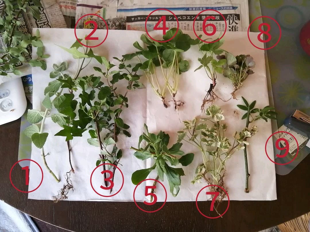 neminto様　ご確認用