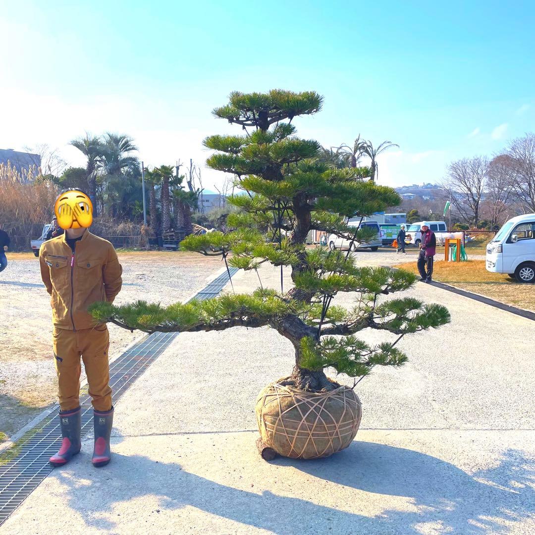 三河黒松『全長約230㎝』引き取り限定。近畿地方のみ配達&植込み無料❗️