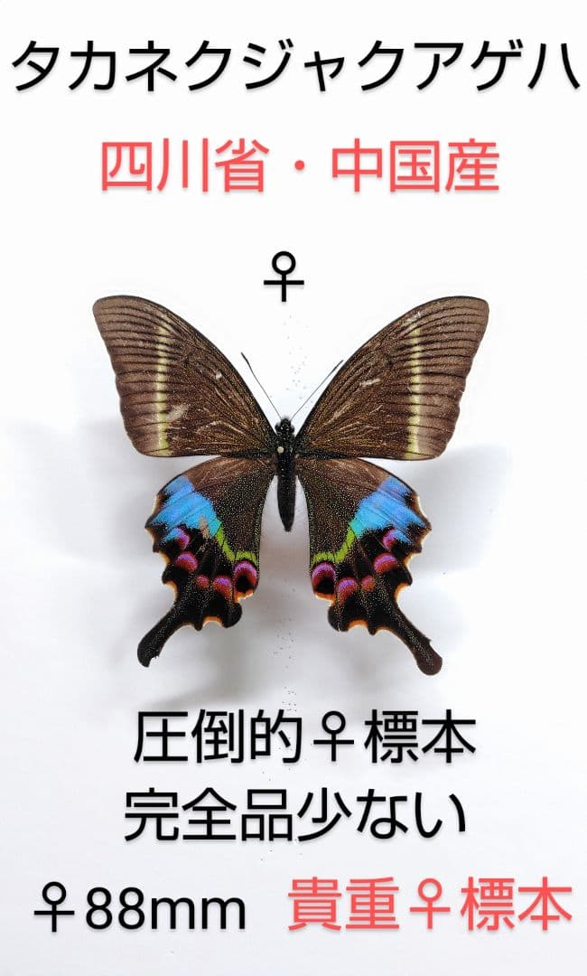 タカネクジャクアゲハ ♀標本 ★四川省・中国産★88mm貴重♀美麗標本