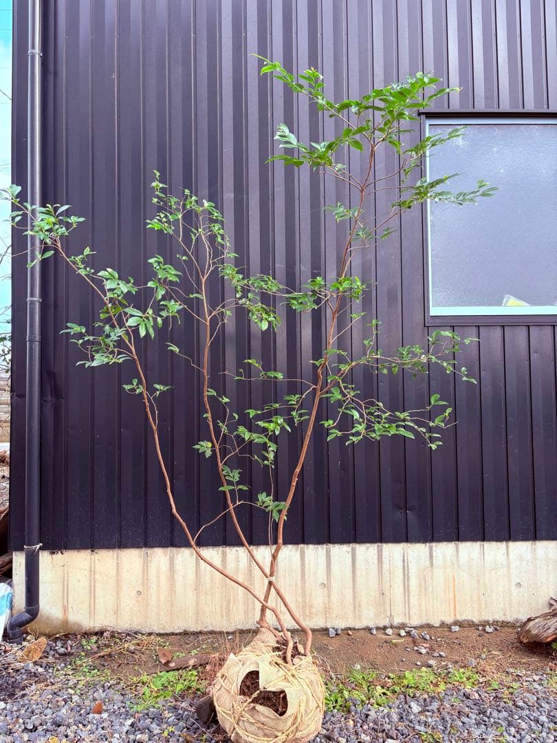 53 天然山採り　ヒサカキ